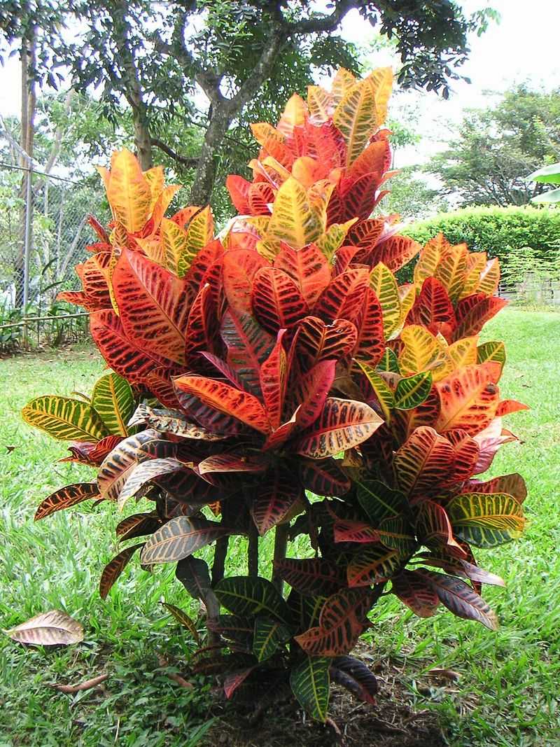 Croton Makes July Heat Look Like Part Of The Design
