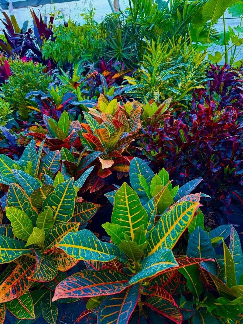 Crotons Maintain Color And Texture Crotons Maintain Color And Texture