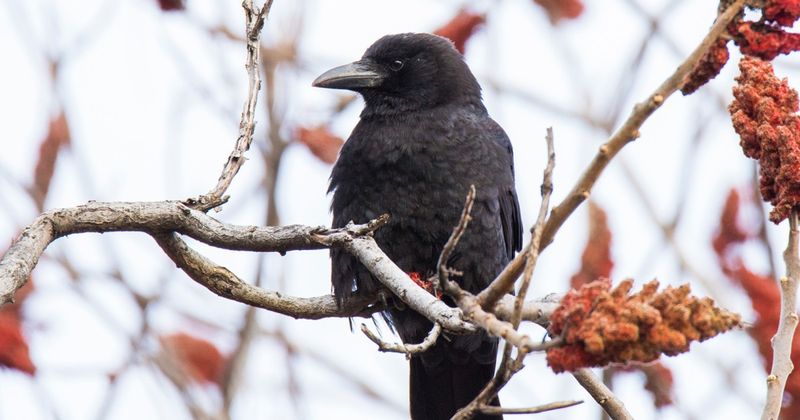 Crow Protection Rules Limit Removal Options Crow Protection Rules Limit Removal Options