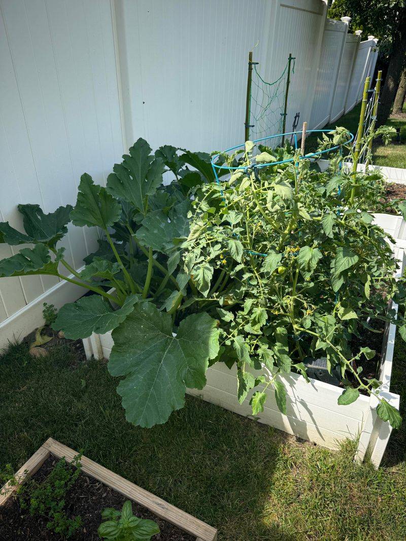 Crowded Beds Invite Mildew And Weak Growth