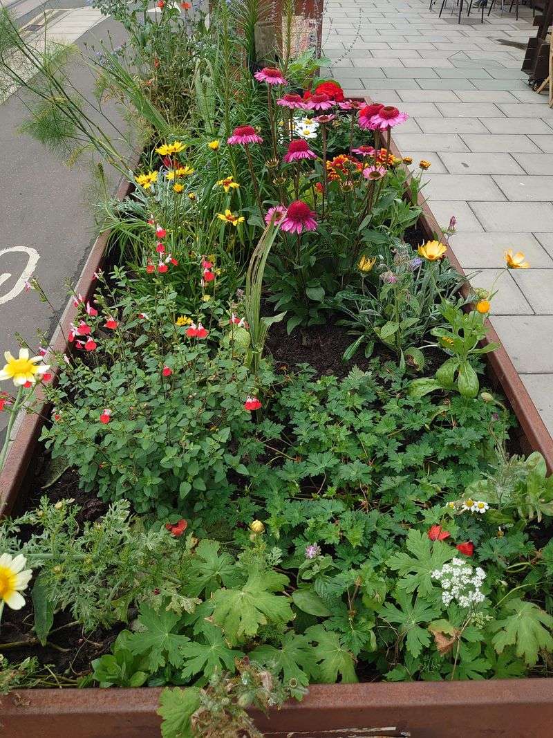 Crowded Beds Trap Humidity Around Tired Plants Crowded Beds Trap Humidity Around Tired Plants