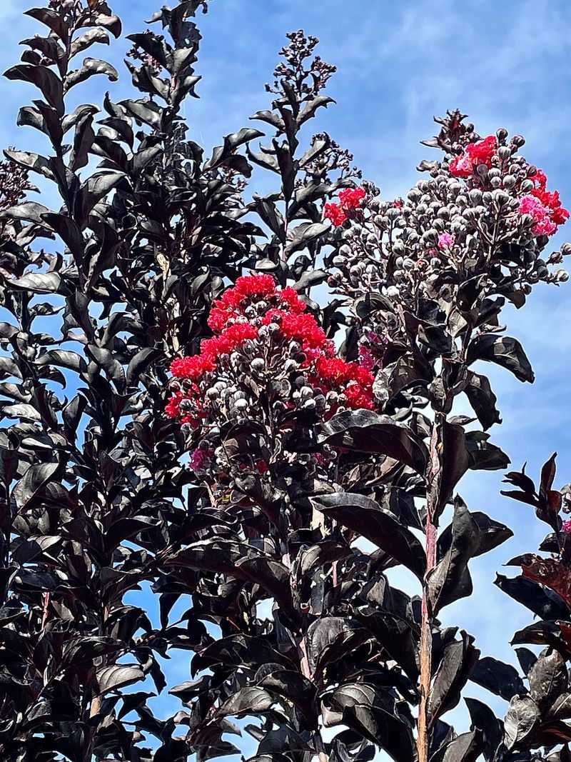 Crowded Branches Trap Humidity Around Leaves