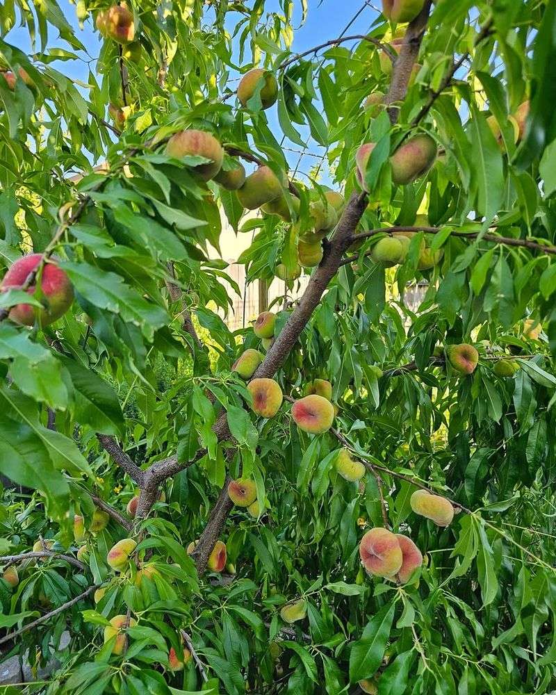 Crowded Branches Trap Moisture Around Fruit Crowded Branches Trap Moisture Around Fruit