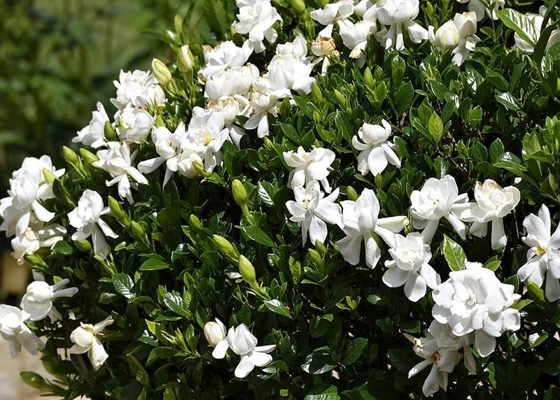 Crowded Branches Turn Humid Air Into Trouble