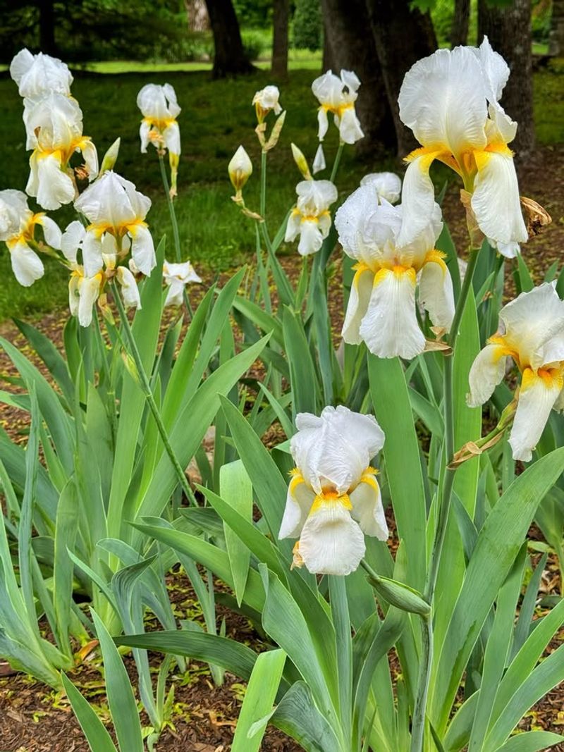 Crowded Clumps Are Visibly Blooming Less, Signaling It's Time