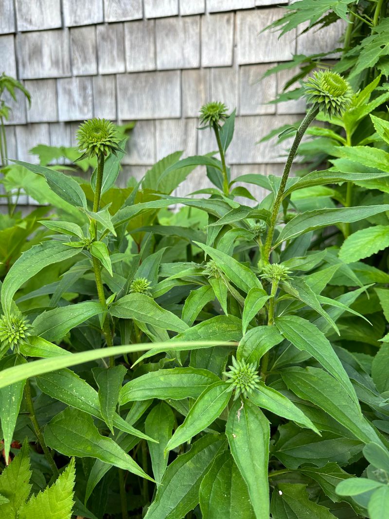 Crowded Clumps May Bloom Less Crowded Clumps May Bloom Less