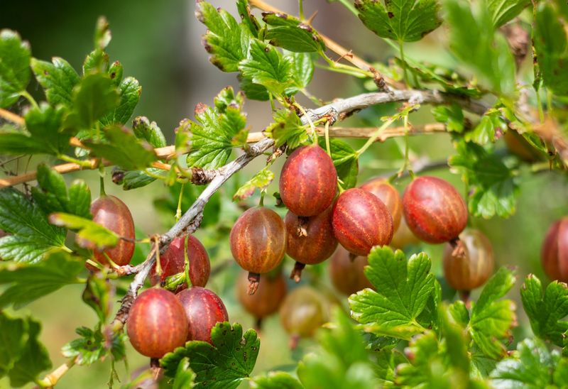 Crowded Gooseberry Branches Reduce Airflow Fast Crowded Gooseberry Branches Reduce Airflow Fast