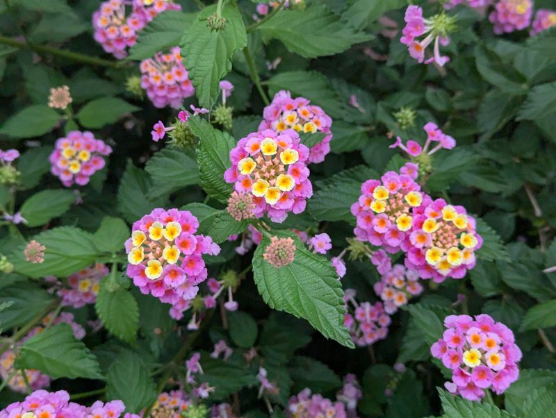 Crowded Growth Can Block Sun And Airflow