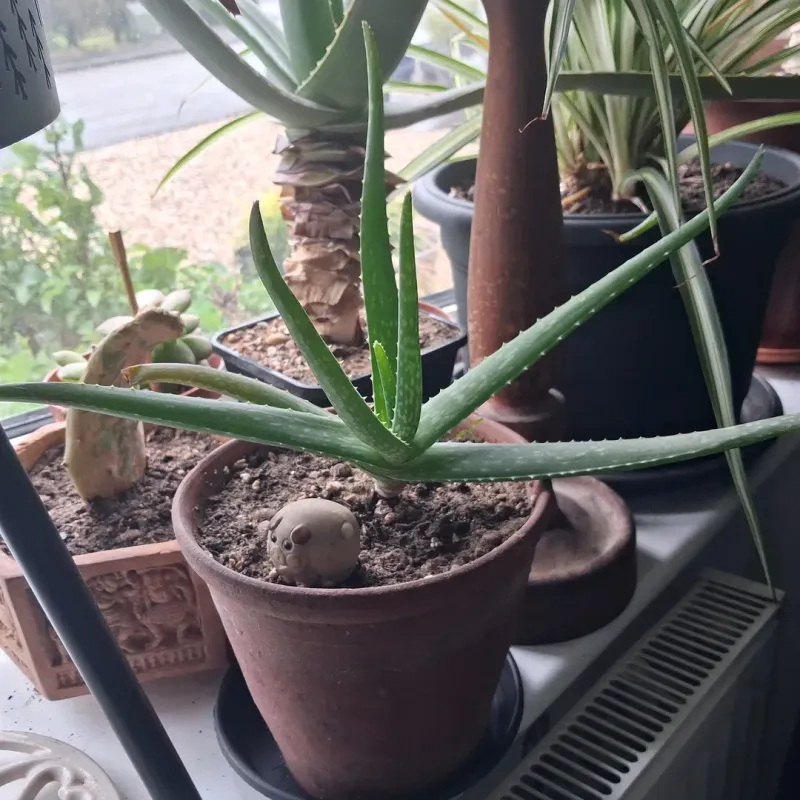 Crowded Growth Reduces Air Movement Crowded Growth Reduces Air Movement