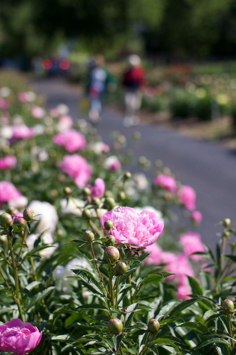 Crowded Peonies Dry Too Slowly