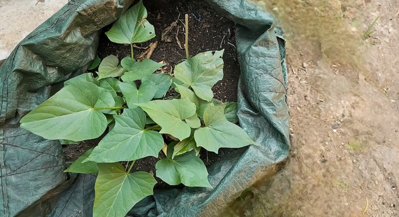 Crowded Plants Can Limit Tuber Growth Beneath The Soil Crowded Plants Can Limit Tuber Growth Beneath The Soil