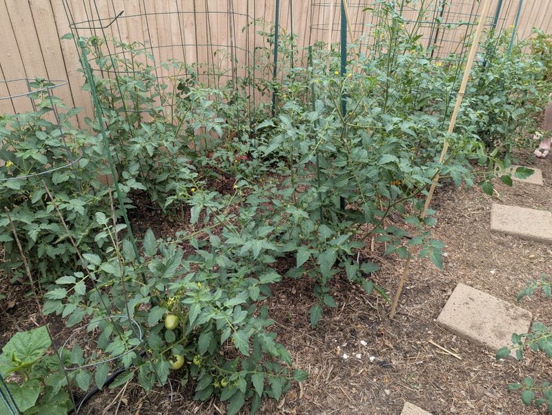Crowded Plants Compete For Light