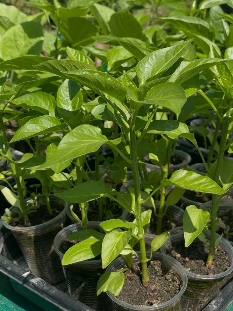 Crowded Plants Increase Flower Drop