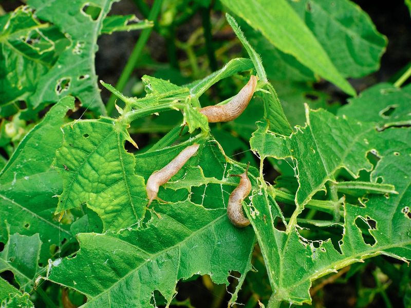 Crowded Plants Keep The Soil Too Damp