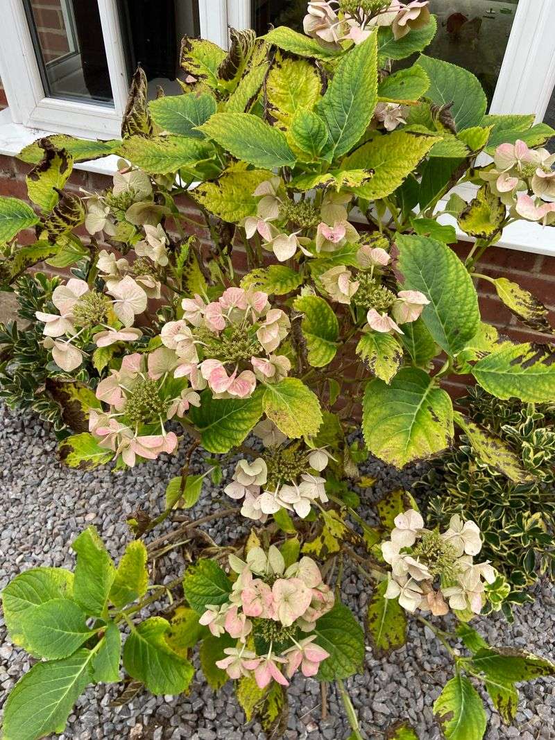 Crowded Plants Stay Damp And Spotty