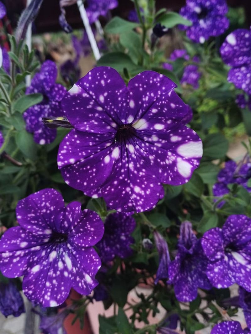 Crowded Pots Limit Growth