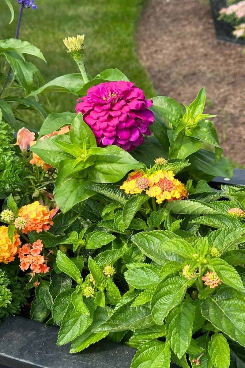Crowded Pots Make Lantana Compete For Water And Food