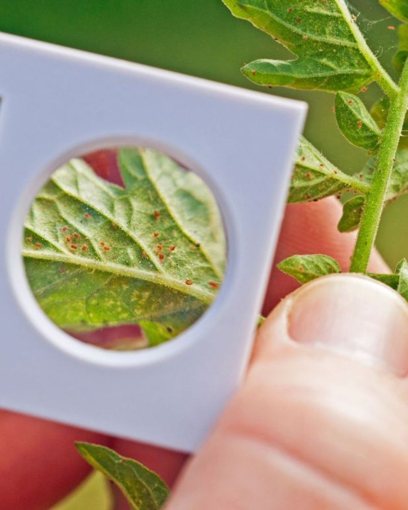  Crowded Stems Create More Entry Points For Larvae