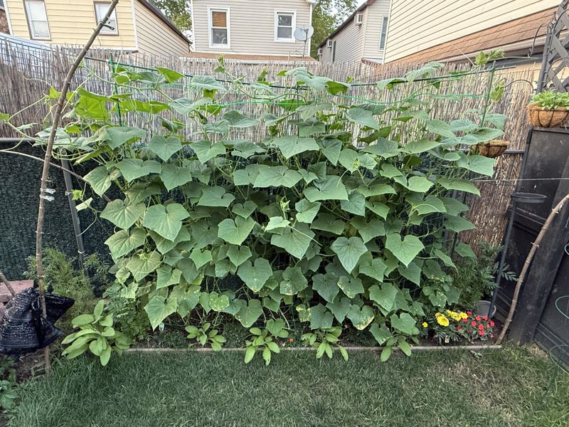 Crowded Vines Hide Female Flowers Crowded Vines Hide Female Flowers