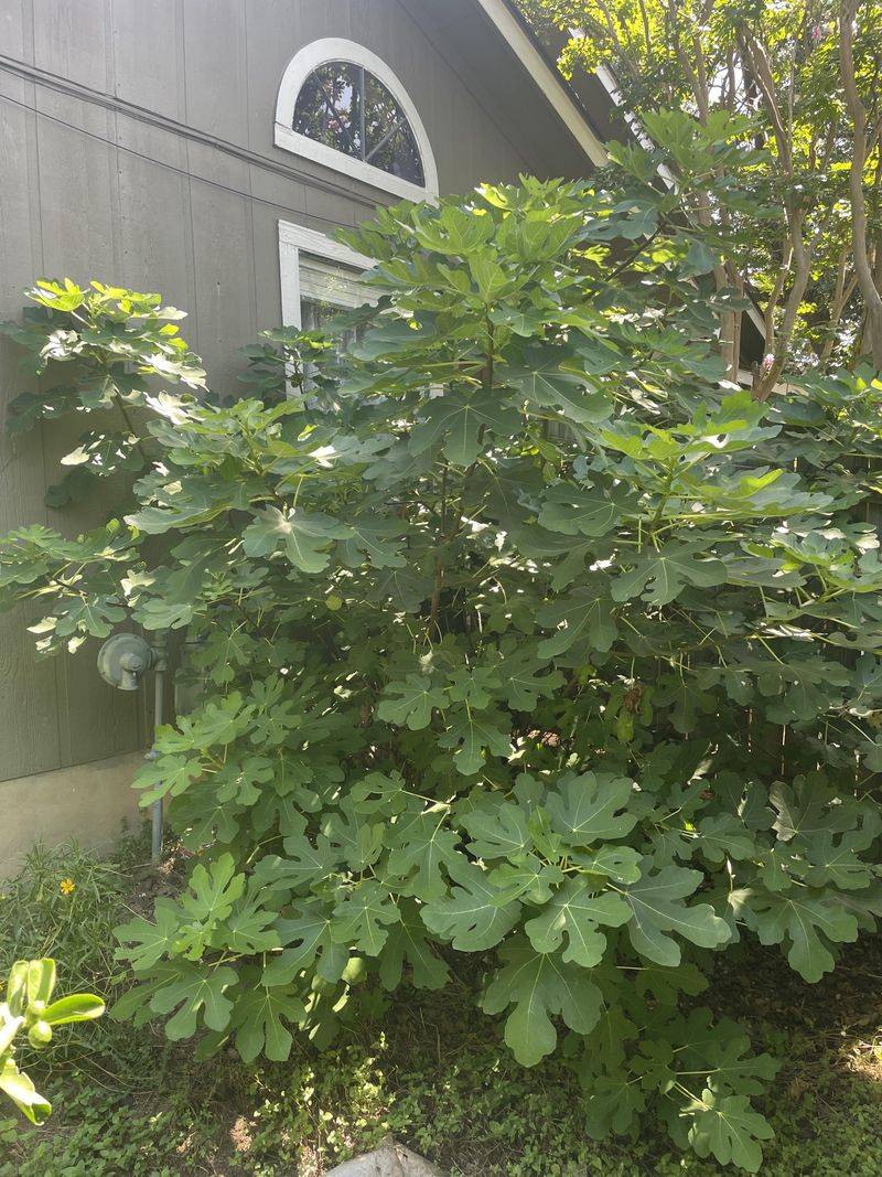 Crowding Foundation Airflow