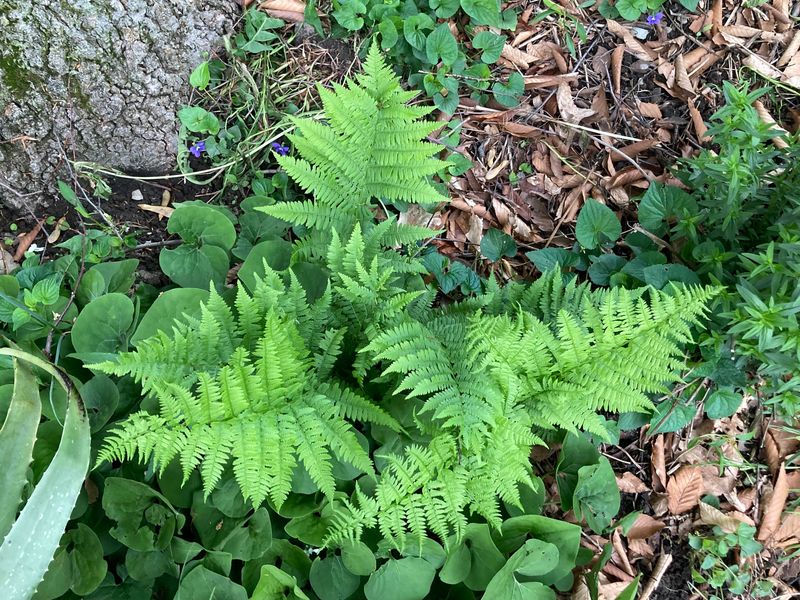 Crowding Fronds Along Narrow Paths