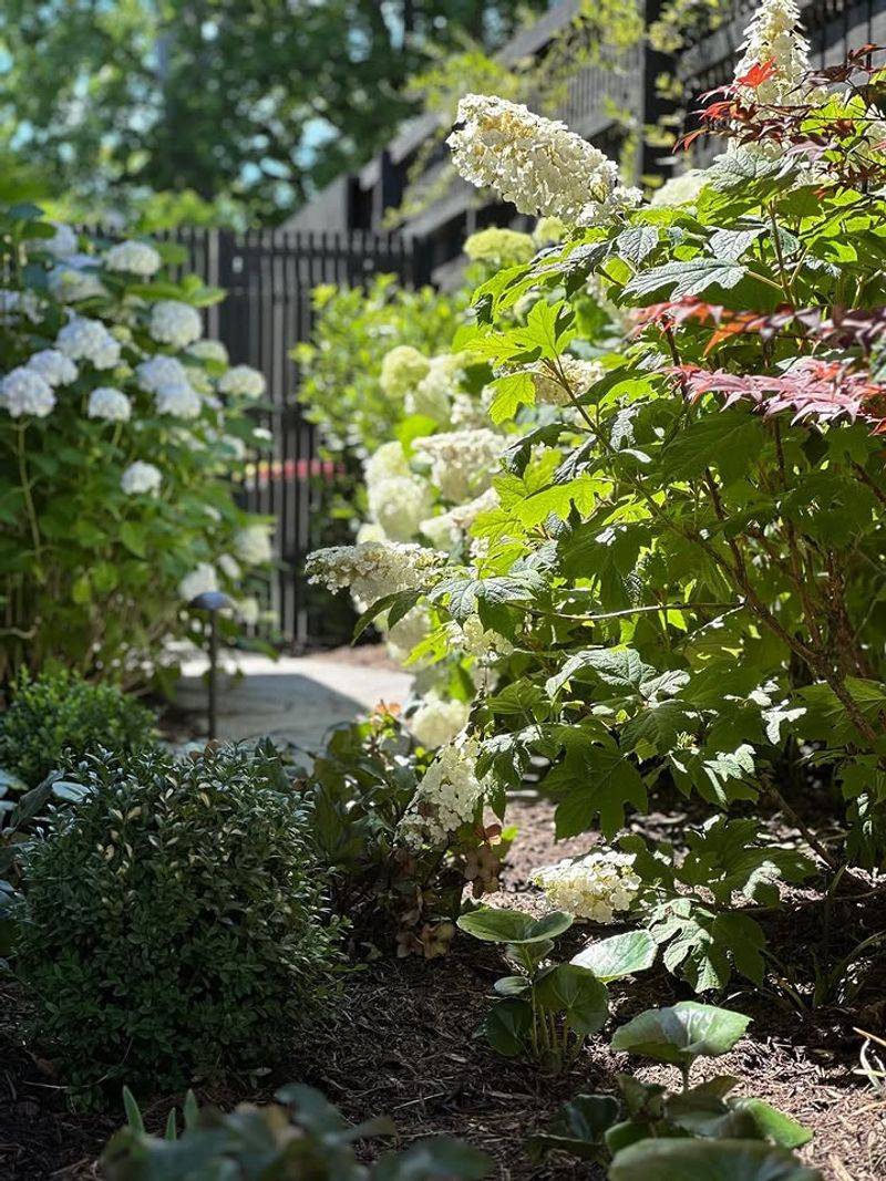 Crowding Hydrangeas With Large Evergreen Shrubs Crowding Hydrangeas With Large Evergreen Shrubs