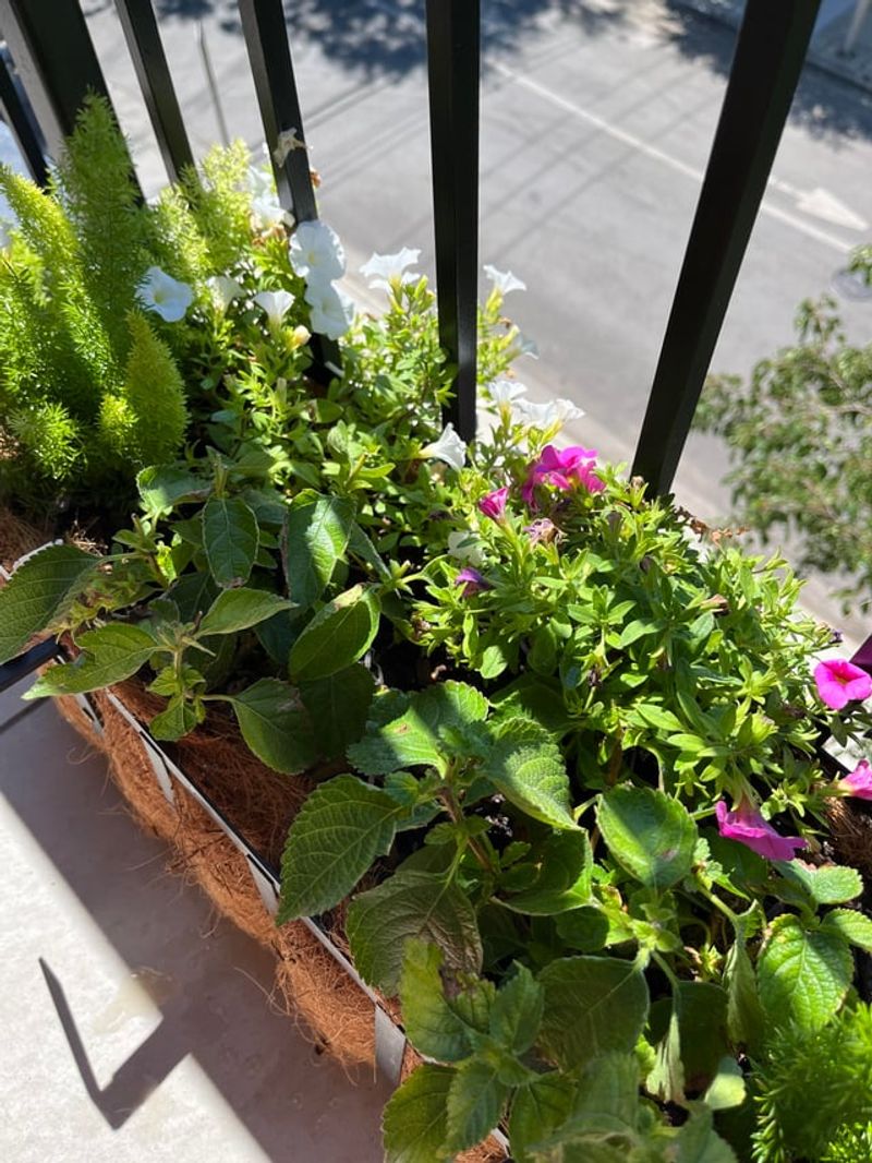 Crowding Lantana Where Air Can't Move