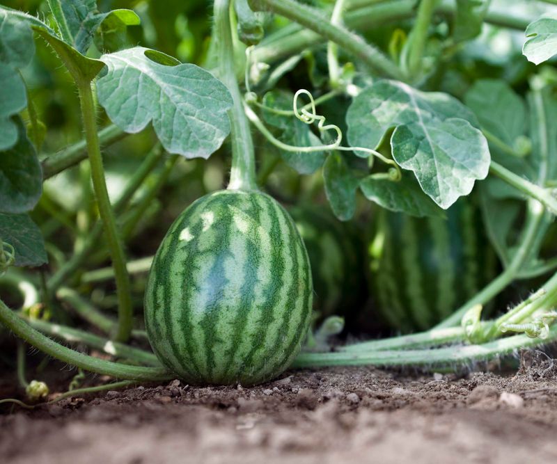 Crowding Melon Vines Too Closely