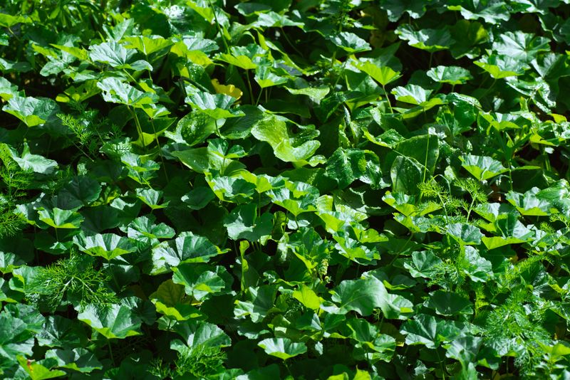 Crowding Plants Together Crowding Plants Together