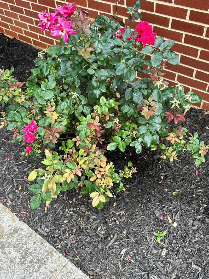 Crowding Shrubs And Restricting Airflow