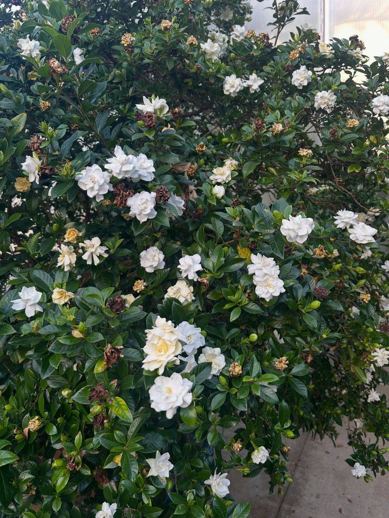 Crowding Them Against Other Foundation Plants Crowding Them Against Other Foundation Plants