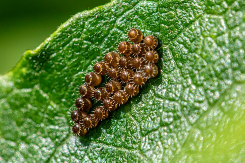 Crush Squash Bug Egg Clusters On Leaf Undersides
