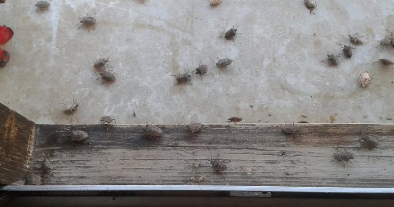 Crushing Them Indoors Creates A Whole New Problem