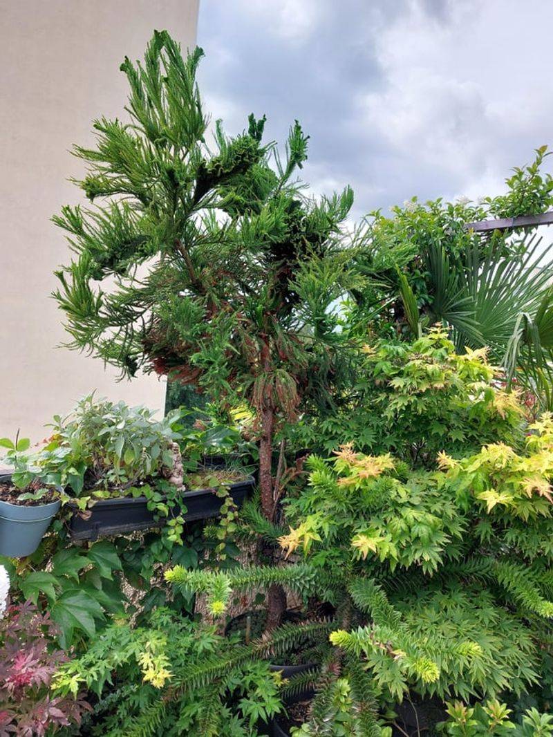 Cryptomeria Gives Tall Soft Screening