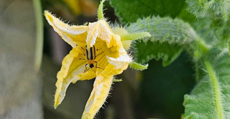 Cucumber Beetles Are Destroying California Gardens Before Anyone Notices