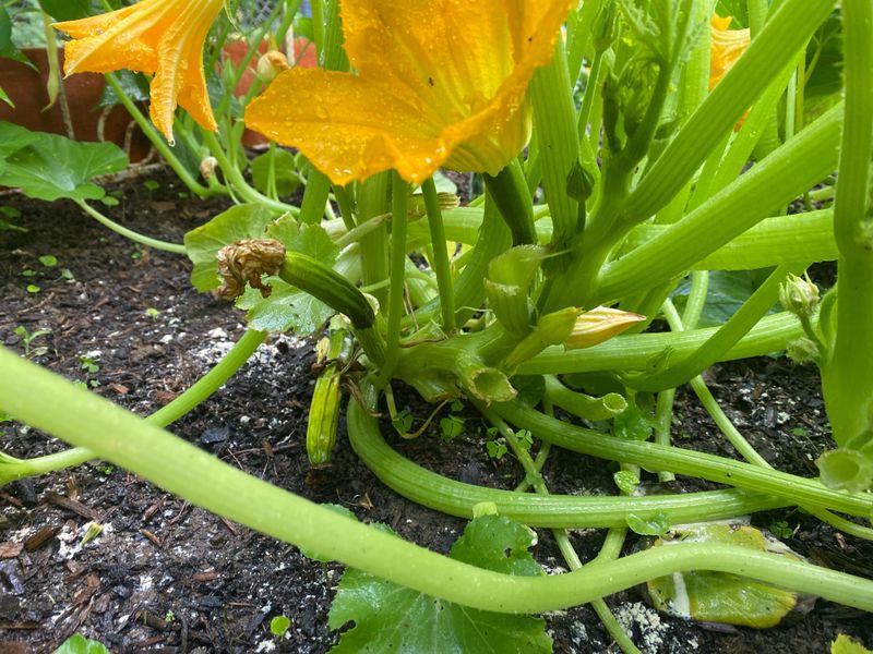 Cucumber Beetles Chew Petals Early Cucumber Beetles Chew Petals Early