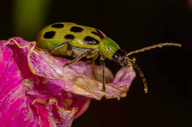 Cucumber Beetles Feed On Tender Cucurbit Growth