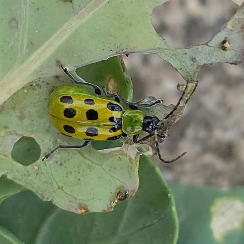 Cucumber Beetles Cucumber Beetles