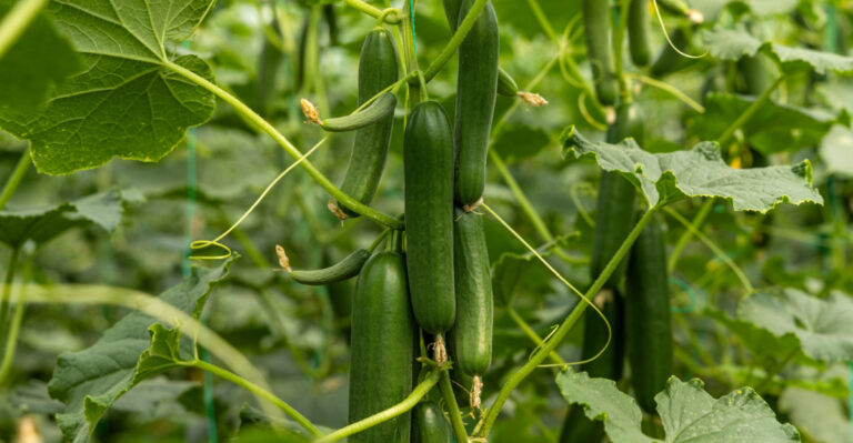 Cucumber Hacks For Maryland Gardeners Who Want Harvests Worth Talking About