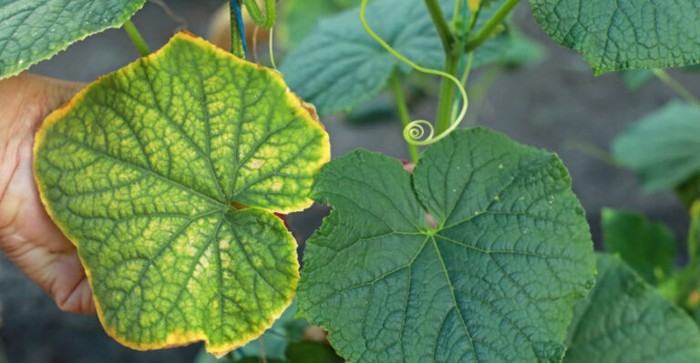 Cucumber Leaves Turn Yellow For These 9 Reasons