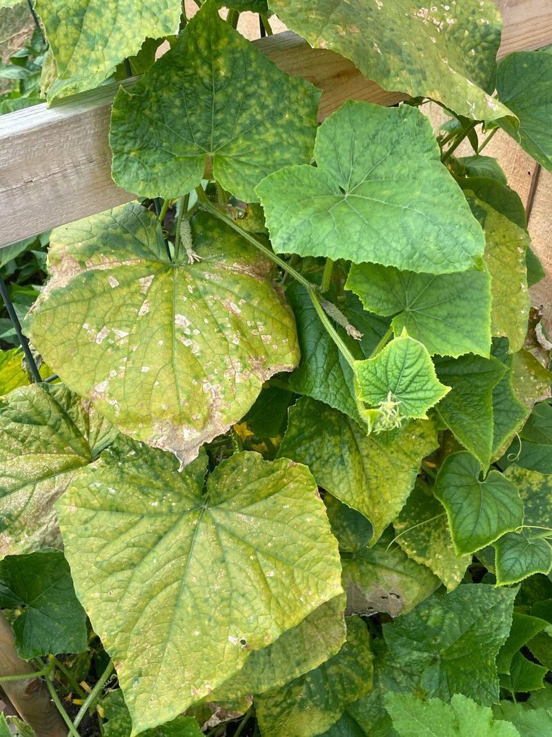 Cucumber Mosaic Virus Affects Plant Hydration