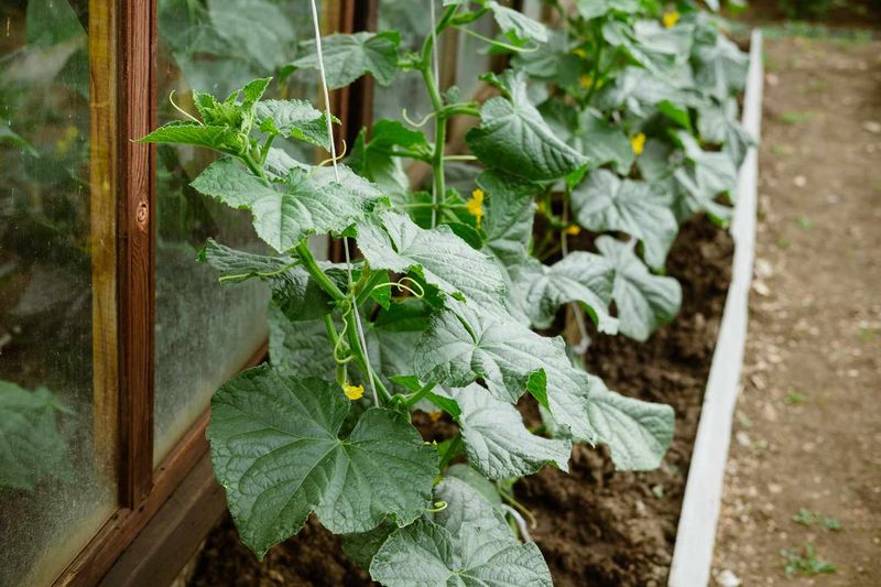 Cucumber