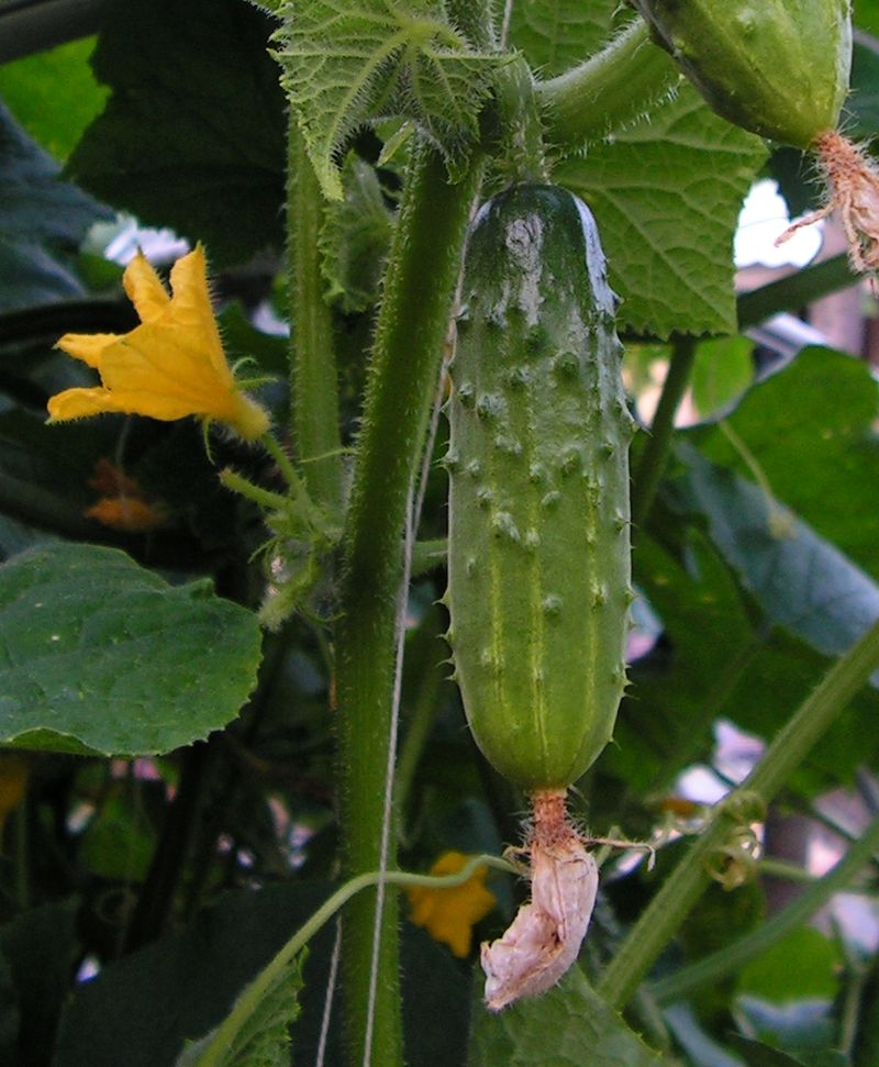 Cucumbers