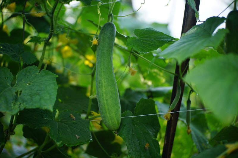 Cucumbers