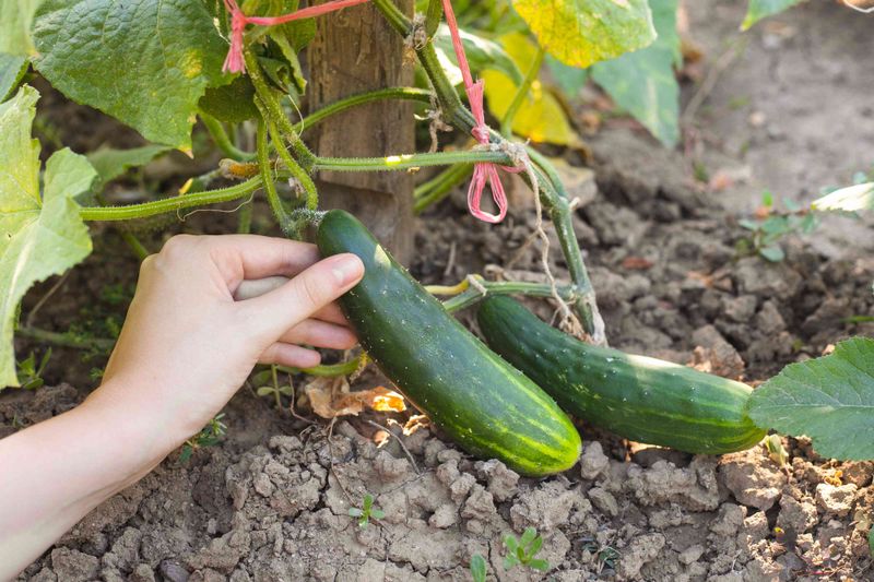 Cucumbers Can Be Replanted For Late Harvests