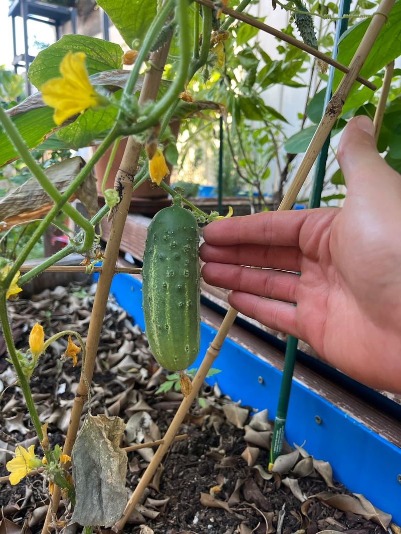 Cucumbers Can Produce Quickly Cucumbers Can Produce Quickly