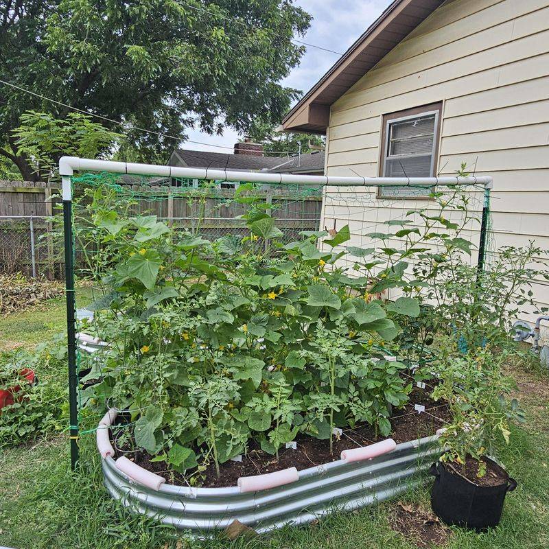 Cucumbers Can Trail Or Climb To Reduce Bare Soil