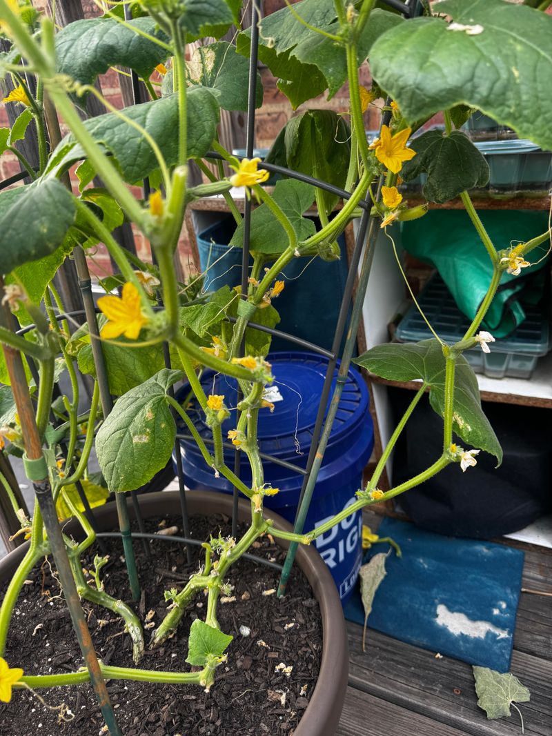 Cucumbers Keep Producing With Steady Feeding