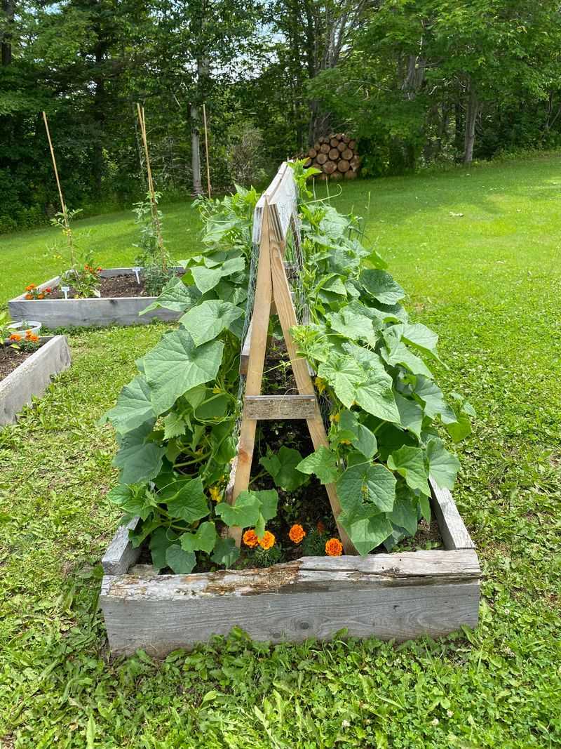 Cucumbers On A Trellis Yield More And Complain Less