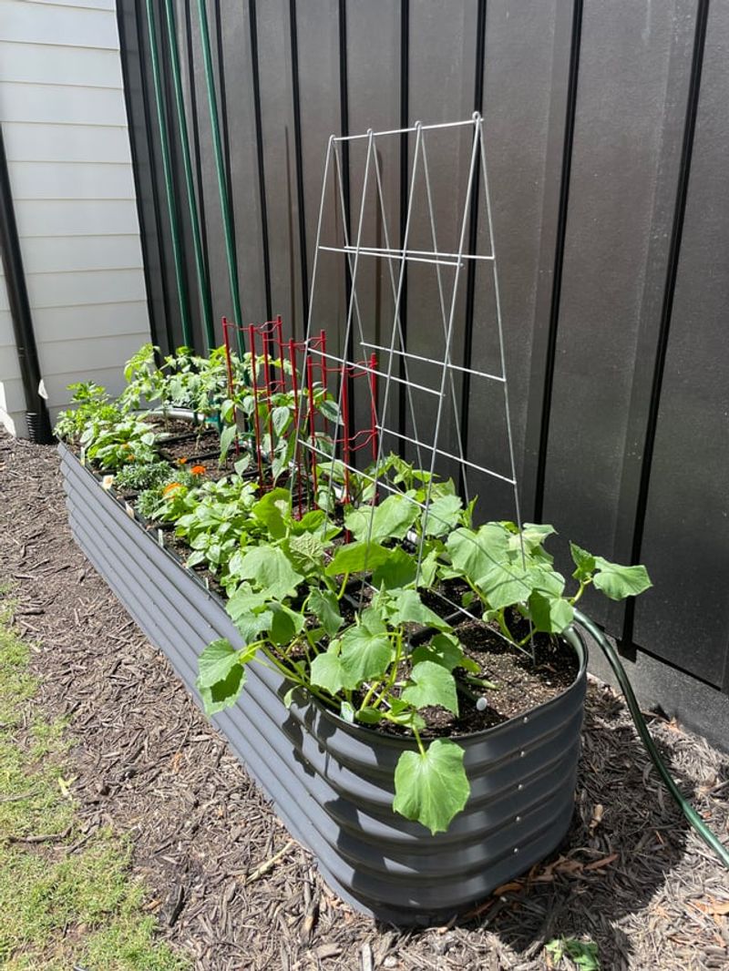 Cucumbers That Keep Producing Into August